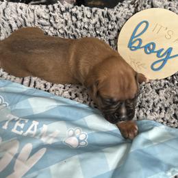 Boy 3 - Fawn male Boxer puppy in Lakeland, Florida from Cote's Boxers