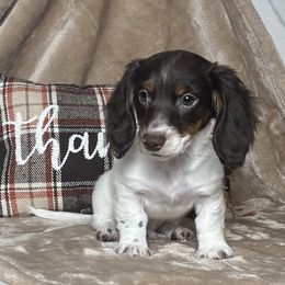 Waylon - Piebald male Dachshund puppy in Purvis, Mississippi from Sweet T’s Southern Doxies