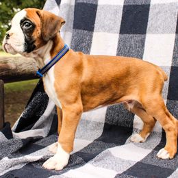 Boxer Puppies from Boxer Boulevard