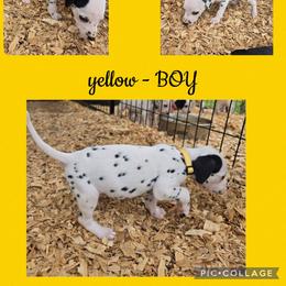 Yellow - White and black male Dalmatian puppy in Pulaski, Tennessee from River Valley Forge Dalmatians
