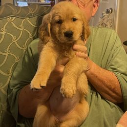 Golden Retriever Puppies from Ellabell Goldens