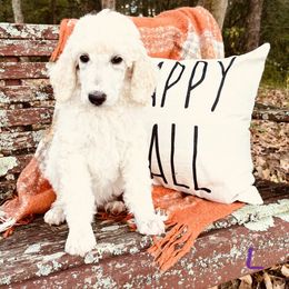 Luke - White Poodle puppy in Arkansas from Blackwood Poodles