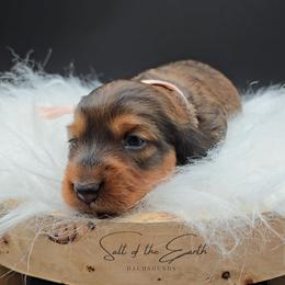 Pink Collar ON HOLD - Red female Dachshund puppy in Zebulon, North Carolina from Salt of the Earth Dachshunds