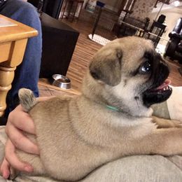 Pug Puppies from Dixie Pugs of Tn