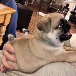 Pug Puppies from Dixie Pugs of Tn