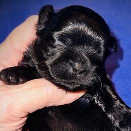 Solid black female (second born) - Black female Shih Tzu puppy in North Central Oregon, Oregon from T-Amore Shih Tzu