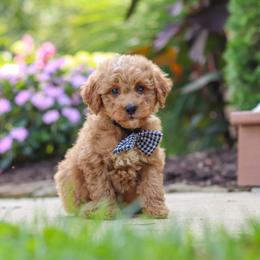 Boy 3 - male Goldendoodle puppy in Applecreek, Ohio from Pleasant Acre Farms