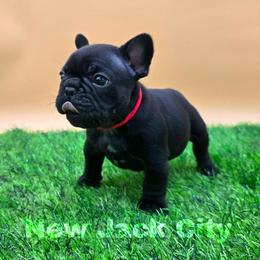 New Jack City - Black male French Bulldog puppy in Wisconsin from Shameless Bulldogs LLC