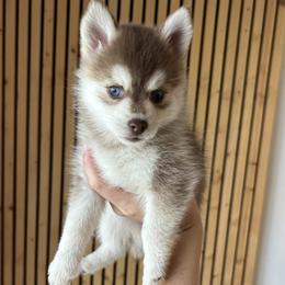 Poppy Toy-Micro - Red and white female Pomsky puppy in Pasco County, Florida from Pomsky Hills