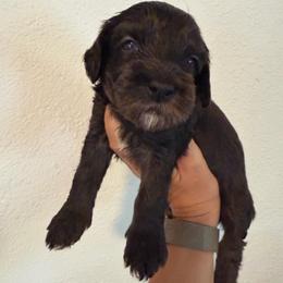 Bonnie - Black and chalk female Australian Labradoodle puppy in Orange, California from Little Kingdom Doodles
