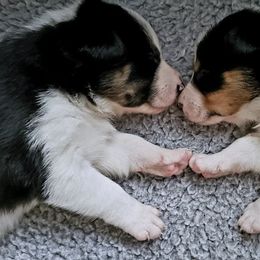 Border Collies from Michelle Prescott-Guderian