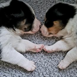 Border Collies from Michelle Prescott-Guderian
