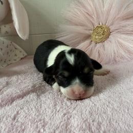 Journey - Black and tan female Pembroke Welsh Corgi puppy in Scottown, Ohio from Wyndy Ridge Corgis