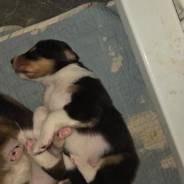 BOY 5 - Black white and tan male Collie puppy in Lafayette, Indiana from Katrina's Collies