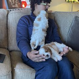 Cavalier King Charles Spaniel Puppies from Oak Haven Cavaliers