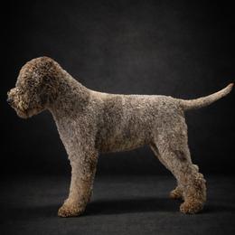 Narnia - Lagotto Romagnolo