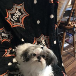 Shih Tzu All Grown Up from Snowhisper Shih Tzu