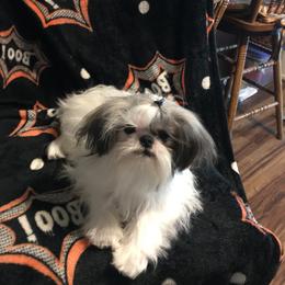 Shih Tzu All Grown Up from Snowhisper Shih Tzu