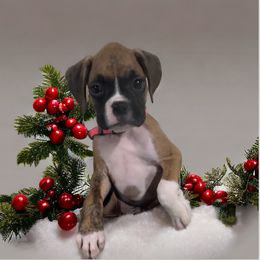 Boxer Puppies from Kristi Kenny