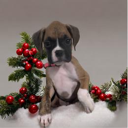 Boxer Puppies from Kristi Kenny
