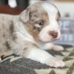 Dwight - Red merle male Miniature Australian Shepherd puppy in Bethany, Illinois from Rachel at Marrowbone Creek Aussies