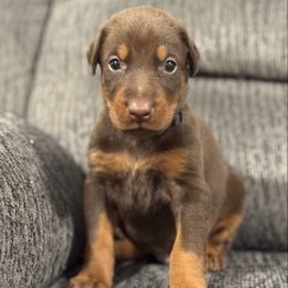 Black Collar - Red and rust male Doberman Pinscher puppy in Lake City, Florida from Paintedcrazy Doberman Pinchers