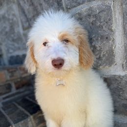 Ghirardelli - Merle Goldendoodle puppy in Goshen, Arkansas from Silver Hill Farm