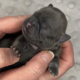 Stephanie - Blue female Shih Tzu puppy in Springboro, Ohio from Shih Tzus of Springboro LLC.