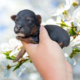 Monday - Black and tan male Yorkipoo puppy in Coshocton, Ohio from Forever Family Puppies