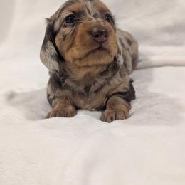 Walnut - Chocolate and tan female Dachshund puppy in San Diego, California from Sweetheart Doxies LLC
