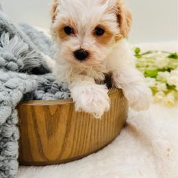 Purple Collared Female - Apricot female Maltipoo puppy in Marshallville, Ohio from Grassy Meadow Pups