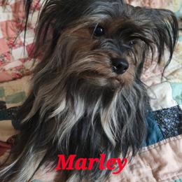 Marley - Yorkshire Terrier