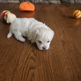 Havanese Puppies from Sweet Southern Havanese