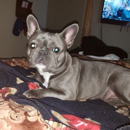 Jazz - French Bulldog