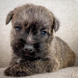 Oliver - Brindle male Cairn Terrier puppy in St. Joseph, Missouri from Stone & Thistle Cairn Terriers