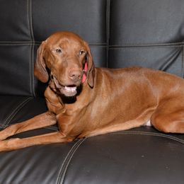 Breezy - Vizsla