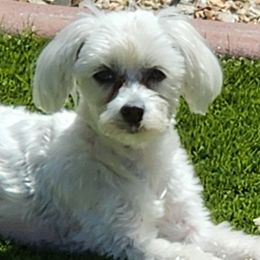 Gigi - Maltese