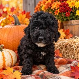 Olive - Black female Goldendoodle puppy in Cherry Tree, Pennsylvania from Plum Creek Acres Next Generation