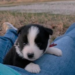 Luke - Black tri male Miniature Australian Shepherd puppy in Leonard, Texas from Tin Roof Aussies