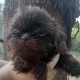 Papa - Chocolate male Shih Tzu puppy in Arcadia, Florida from Kitsune Cuddles and kisses