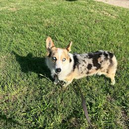 Luna - American Corgi