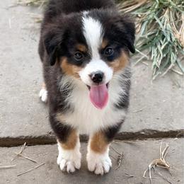 Theodore - Black tri male Miniature American Shepherd puppy in Palacios, Texas from Coastal’s Miniature American Shepherds