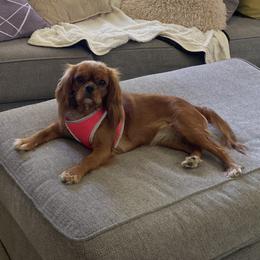Mea - Cavalier King Charles Spaniel