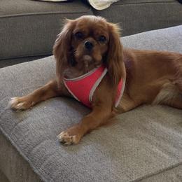 Mea - Cavalier King Charles Spaniel