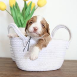 Blue Collar Boy - Parti male Goldendoodle puppy in Hobbs, New Mexico from Goldie Locks Golden Retrievers & Doodles