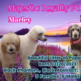 Poodle Puppies from Majestic Royalty Poodles
