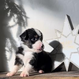 Jack - Black tri male Miniature Australian Shepherd puppy in Queen Creek, Arizona from Arizona Aussies