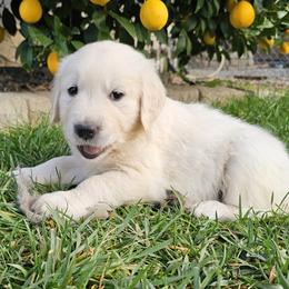 Girl - 1st Pick - Light golden female Golden Retriever puppy in Citrus Heights, California from NorCalGoldens