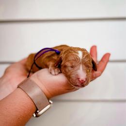 Bandana (Bandi) - Red female Labradoodle puppy in Elizabeth City, North Carolina from Howdy Doodles