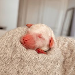 Spectra, Girl - Yellow and white female Bernedoodle puppy in Maricopa, Arizona from Desert Ridge Doodles